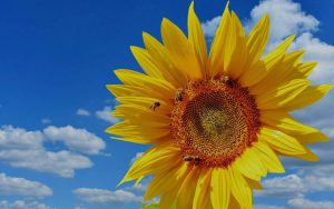 Sunflower With Sky In Background